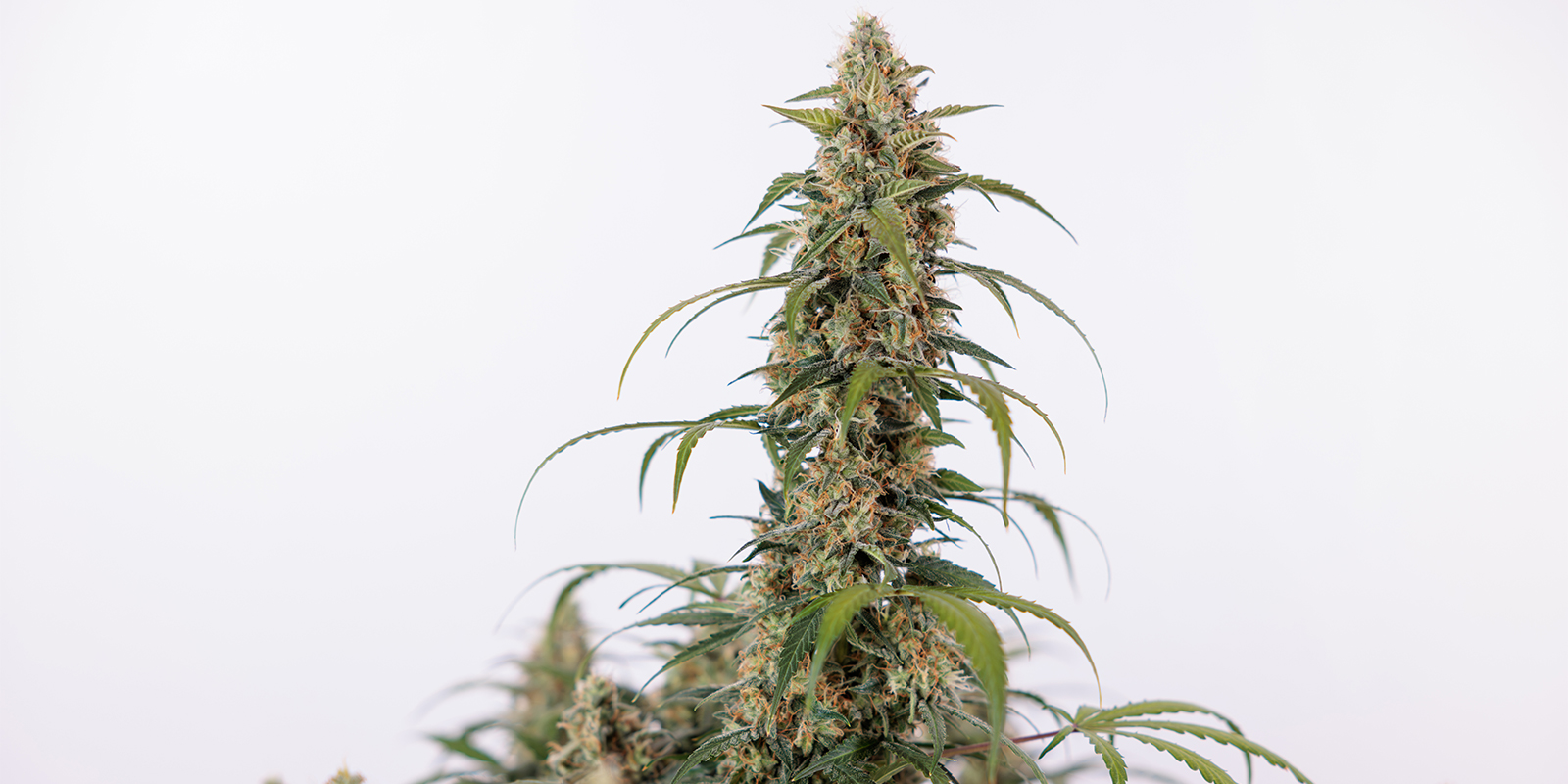 Green Cure CBD F1 Automatic (Zamnesia Seeds)