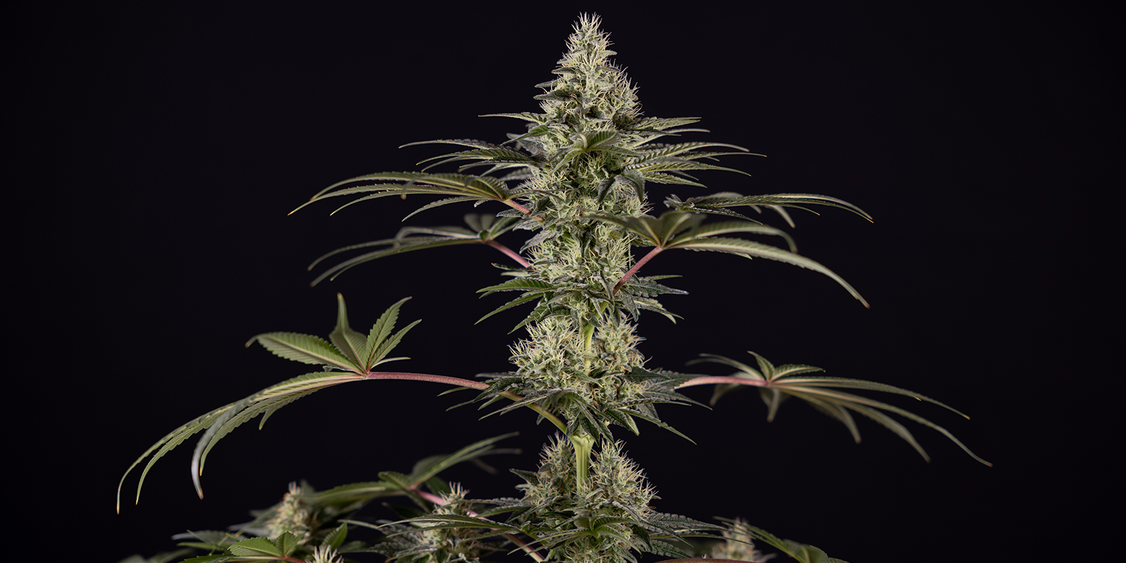 Runtz (Zamnesia Seeds)