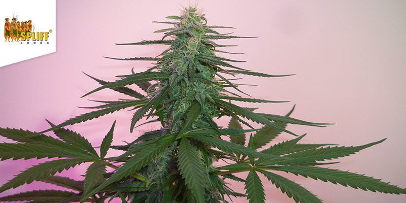 Fast Bud Outdoor — Spliff Seeds Fast Bud Outdoor — Spliff Seeds
