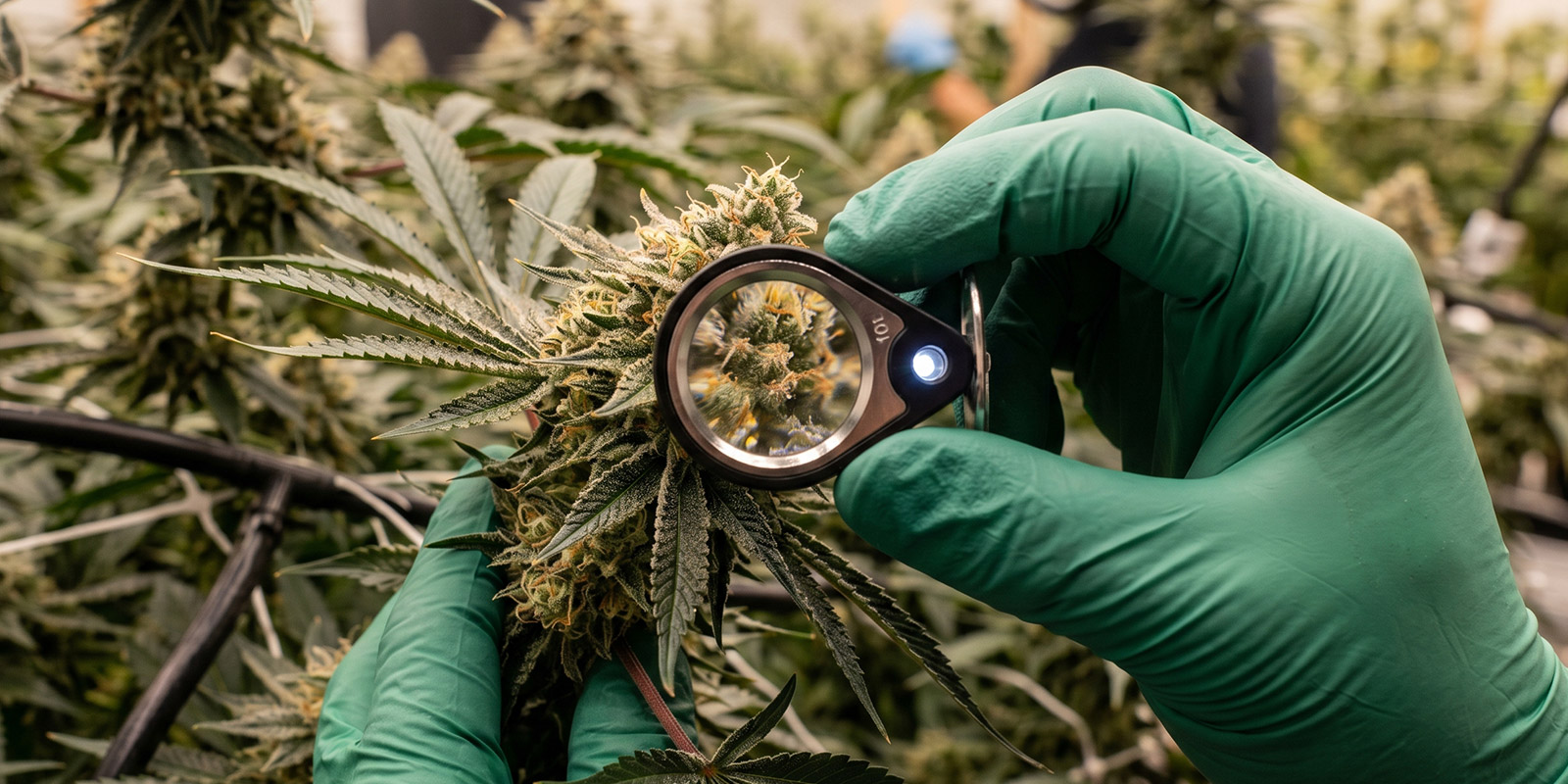 Urspr&uuml;ngliche Cannabissorten und ihr Einfluss auf modernes Cannabis
