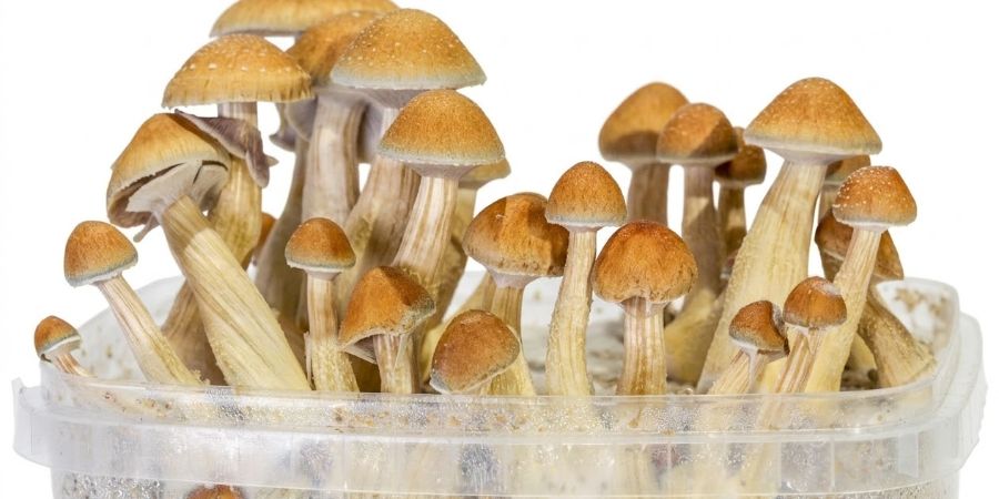 So ziehst du Zamnesia SUPREME Pilz Grow Kits So ziehst du Zamnesia SUPREME Pilz Grow Kits