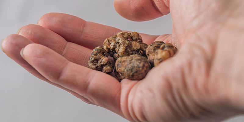 Wirken magische Trüffel anders als Magic Mushrooms?