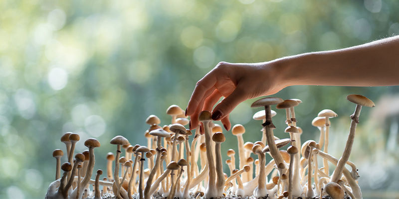 Legalität: Wo sind magische Trüffel und Magic Mushrooms erlaubt?