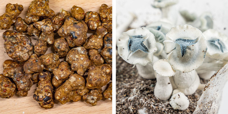 Was sind magische Trüffel und Magic Mushrooms?