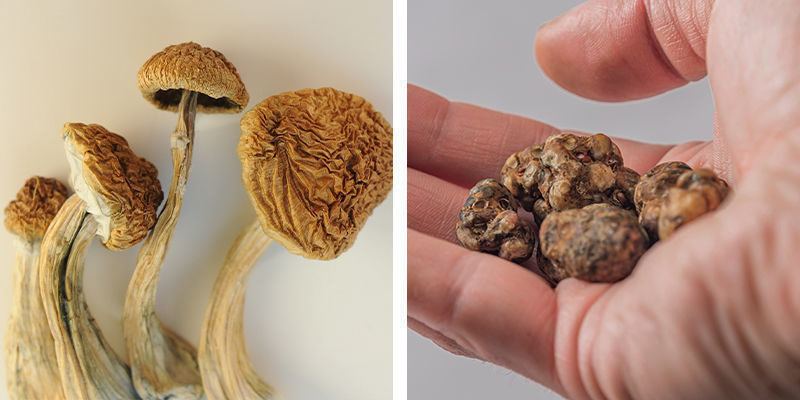 Was ist besser für Anfänger: Magische Trüffel oder Magic Mushrooms?