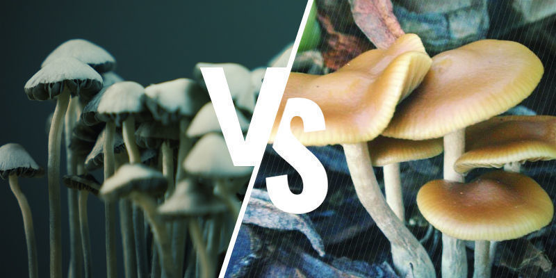 Copelandia Cyanescens Vs. Psilocybe Cyanescens Copelandia Cyanescens Vs. Psilocybe Cyanescens