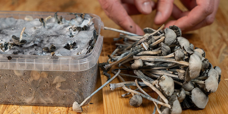 Sind Alle Panaeolus Halluzinogen? Sind Alle Panaeolus Halluzinogen?