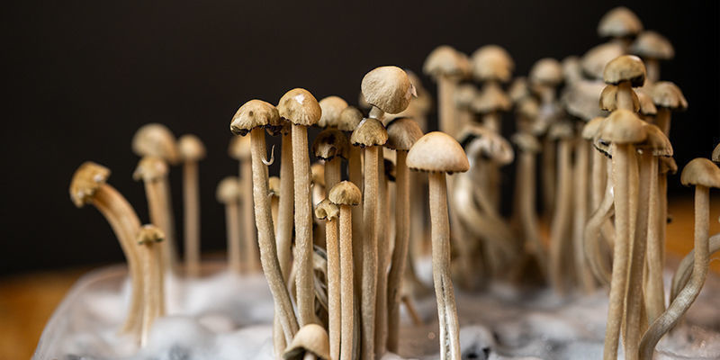 Panaeolus Cyanescens Kennenlernen Panaeolus Cyanescens Kennenlernen