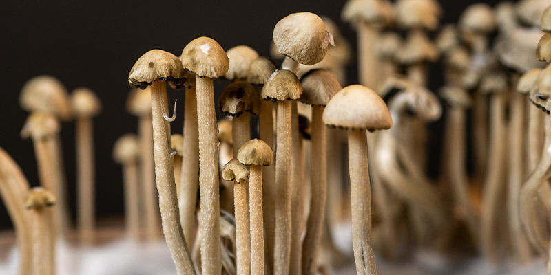 Nutze Die Kraft Von Panaeolus Cyanescens Nutze Die Kraft Von Panaeolus Cyanescens