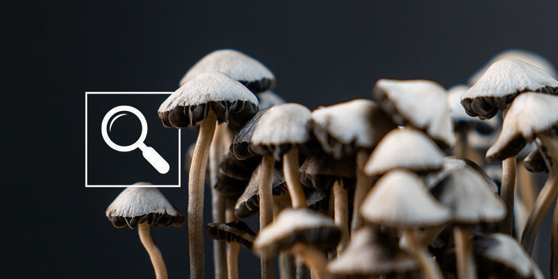 So Identifiziert Man Panaeolus Cyanescens So Identifiziert Man Panaeolus Cyanescens