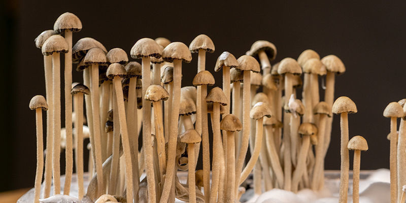 Was Ist Panaeolus Cyanescens? Was Ist Panaeolus Cyanescens?