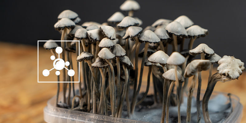 Welche Verbindungen Enthält Panaeolus Cyanescens? Welche Verbindungen Enthält Panaeolus Cyanescens?