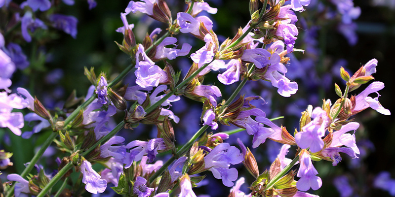 Lerne Salvia divinorum richtig kennen Lerne Salvia divinorum richtig kennen