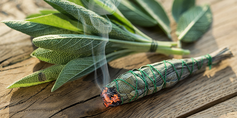 Salvia divinorum: Einnahmemethoden und Dosierung Salvia divinorum: Einnahmemethoden und Dosierung