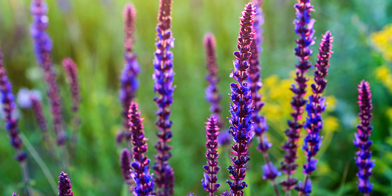 Was ist Salvia divinorum? Was ist Salvia divinorum?