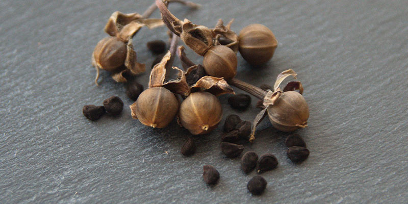 Geschichte und traditionelle Verwendung von LSA