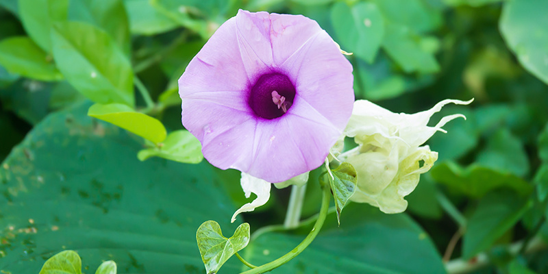 LSA: Lohnt sich die Erfahrung?