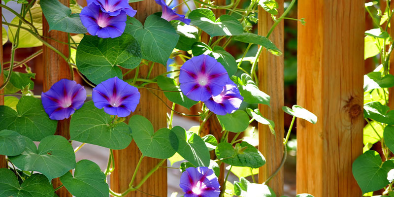 Rechtlicher Status von LSA