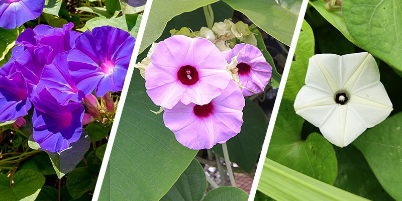 Was ist LSA (Lysergsäureamid)?