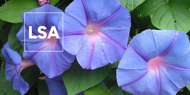 Alles Wissenswerte über LSA