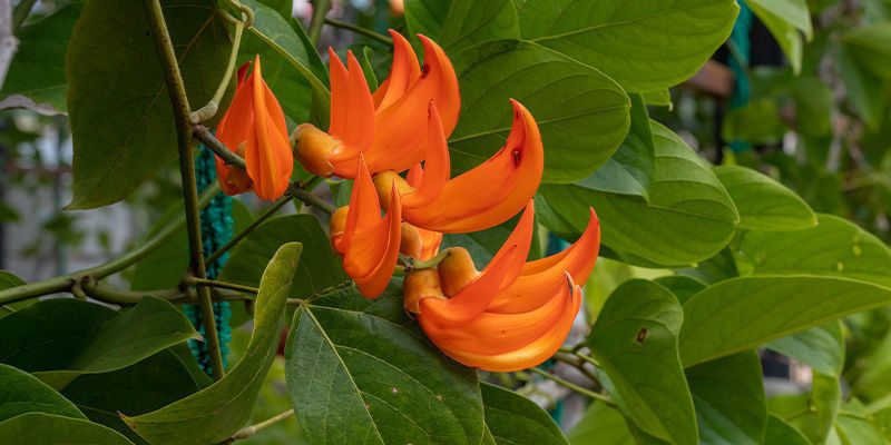 Butea Superba Butea Superba