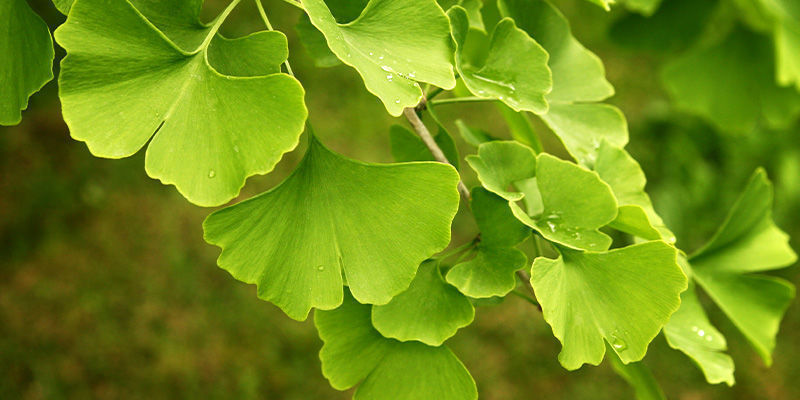 Gingko Biloba Gingko Biloba