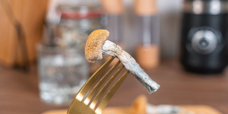 Zauberpilze Kauen Und Schlucken Zauberpilze Kauen Und Schlucken