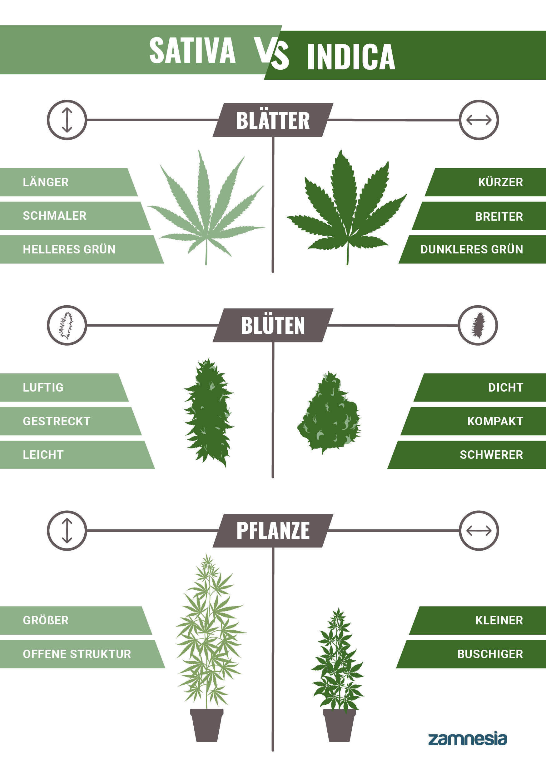 Indica VS Sativa Indica VS Sativa