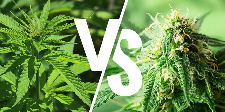 Die Indica- VS. Sativa-Debatte: Sind Die Bezeichnungen Überhaupt Noch Von Bedeutung? Die Indica- VS. Sativa-Debatte: Sind Die Bezeichnungen Überhaupt Noch Von Bedeutung?