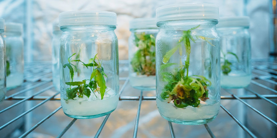 Von Traditioneller Cannabis-Terminologie Verabschieden Von Traditioneller Cannabis-Terminologie Verabschieden