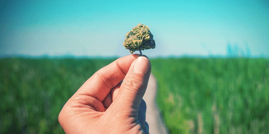 Was wird als CBD-reiche Sorte angesehen?