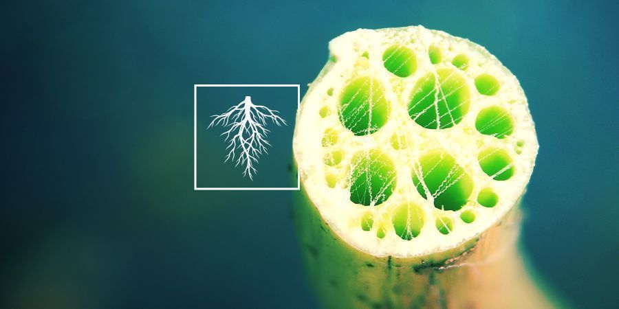 Wurzel Wurzel - Blaue Lotus