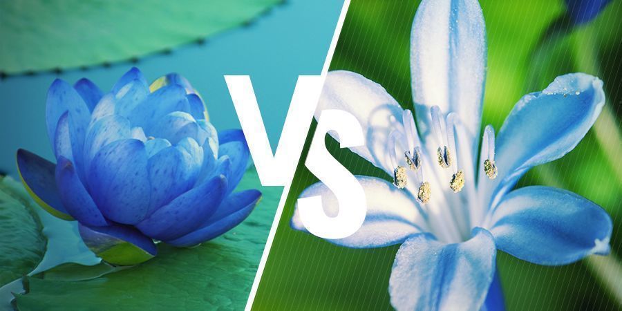 Nahe Verwandte Pflanzen Blaue Lotus: Nahe verwandte Pflanzen