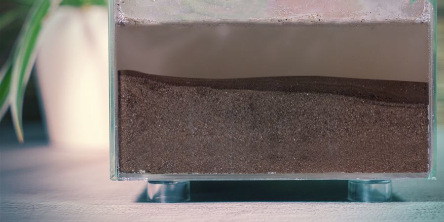 Der Anbau Von Blauem Lotus: Schritt-Für-Schritt-Anleitung Der Anbau von Blauem Lotus: Schritt-für-Schritt-Anleitung