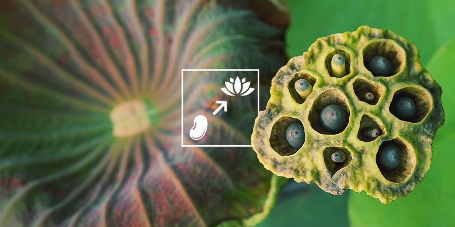 Wie Man Blauen Lotus Anbaut Wie man Blauen Lotus anbaut