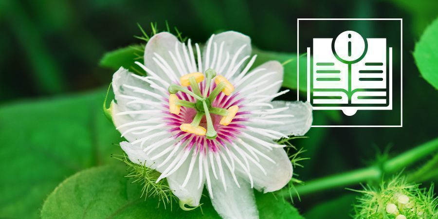 Passionsblume: Alles, Was Du Wissen Musst Passionsblume: Alles, Was Du Wissen Musst