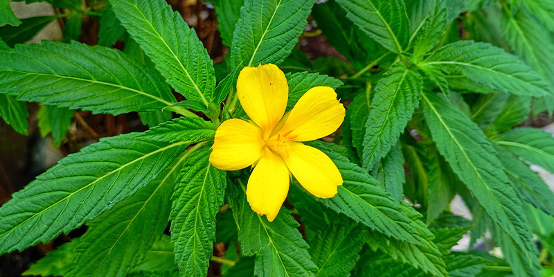 Damiana: Häufige Fragen (FAQ)