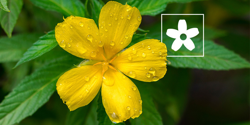 Wie verwendet man Damiana? – Alles, was du wissen musst