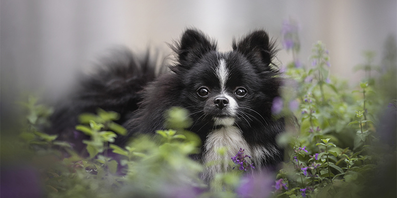 Kann Katzenminze bei Hunden angewandt werden?