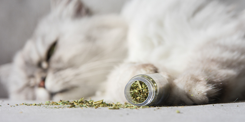 Katzenminze: Ein Geschenk der Natur für Katzen