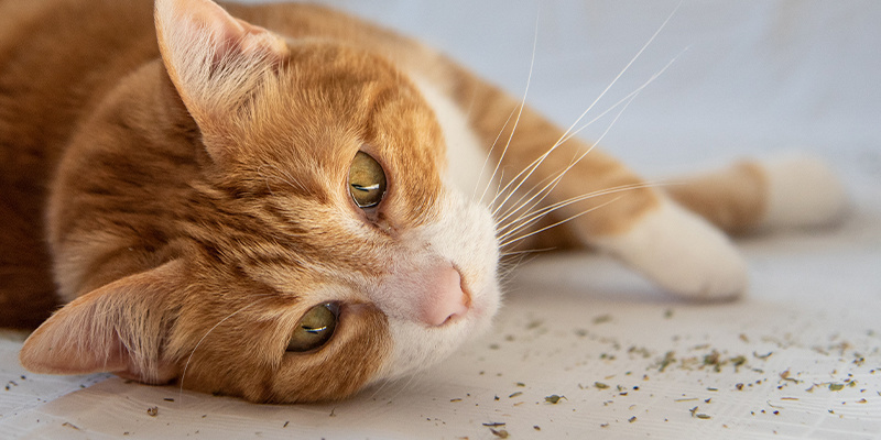 Ist Katzenminze eine Droge? Macht Katzenminze Katzen high?