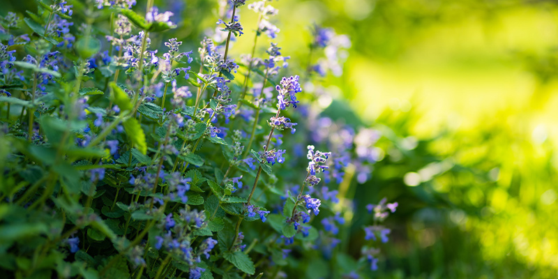 Wie wirkt Katzenminze?