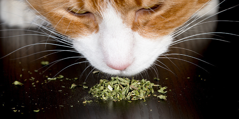 Wie verabreicht man einer Katze Katzenminze?