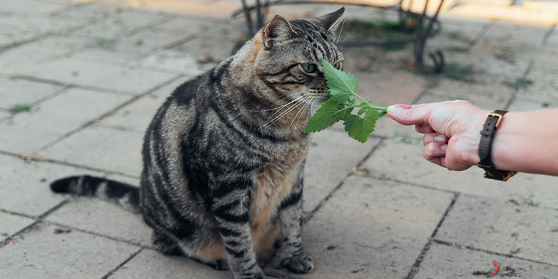 Ist Katzenminze unbedenklich für Katzen?
