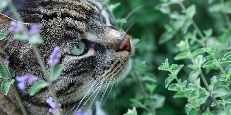 Kann Schmerzen lindern