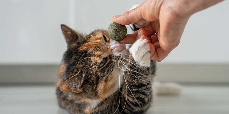 Welche Nutzen bietet Katzenminze?