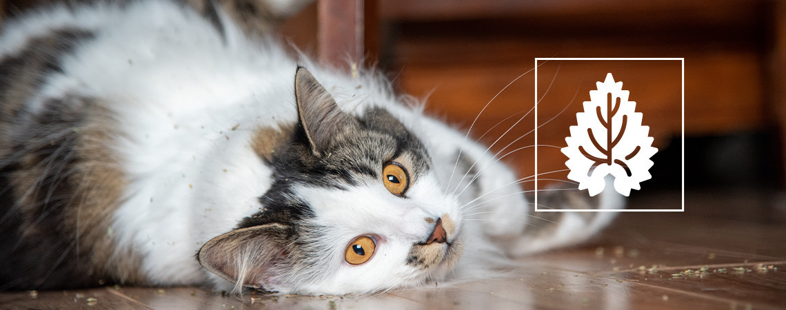 Alles Wissenswerte über Katzenminze