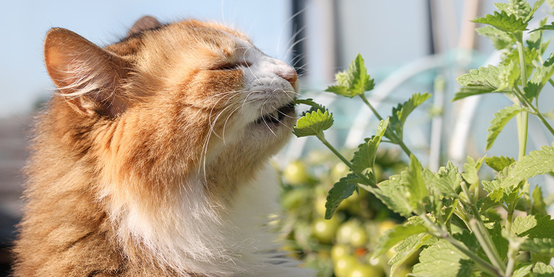 Was ist Katzenminze?