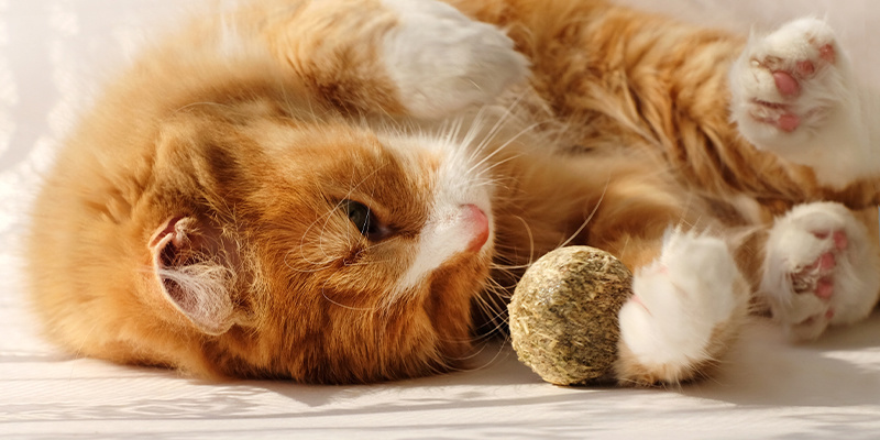 Warum mögen Katzen Katzenminze?