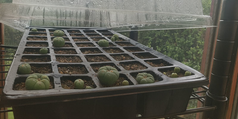 Peyote-Sämlinge pflegen (erstes Jahr)